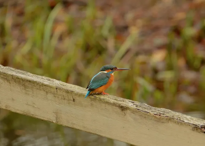 Moulin De Montizeau Gasthof