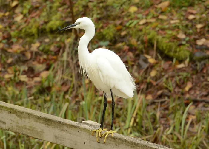 Gasthof Moulin De Montizeau 3*